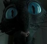 the cat